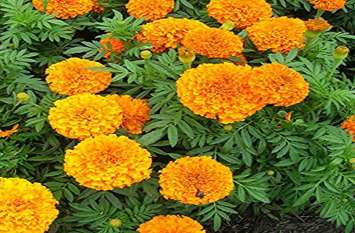 know about marigold, lotus and rose medicinal properties सिर्फ खूबसूरत या खुशबूदार नहीं है ये, इन फूलों के चमत्कारी गुण जान रह जाएंगे हैरान