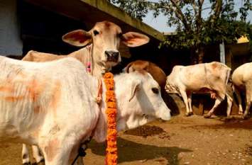 gopal purskaar yojan news जिसकी गाय और भैंस देगी अधिक दुग्ध, उसे मिलेगा 50 हजार का पुरस्कार