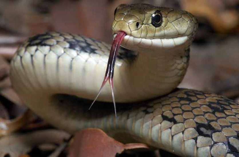 Snake Bite सांप काटने पर जहर से नहीं ये करने से मर जाते हैं कई लोग