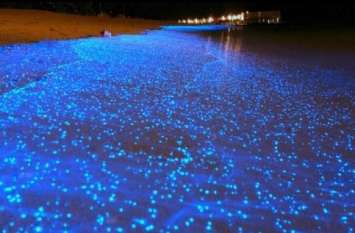 blue shimmers on chennai beaches समंदर के पानी में नीले रंग की चमक दे सकती है इस खतरे को जन्म