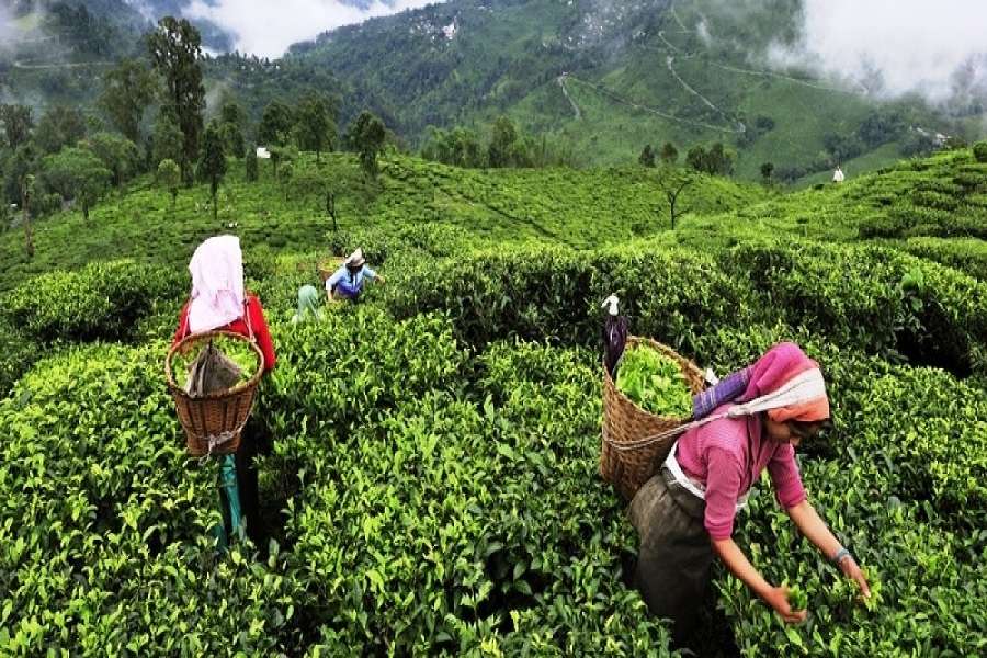 मंदी से उबरना नहीं आसान, अब चाय के प्याले में भी ‘तूफान’