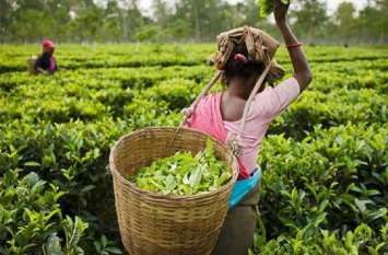 Tea industry of Assam facing slowdown मंदी से उबरना नहीं आसान, अब चाय के प्याले में भी ‘तूफान’