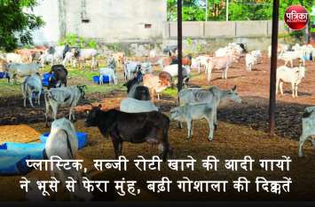 The city council caught the cattle and send to the cowshed शहर में घूमने वाले मवेशियों को पड़ी सब्जी-रोटी और प्लाटिक खाने की आदत, गोशाला में भूसा नहीं खाने से बढ़ी दिक्कत