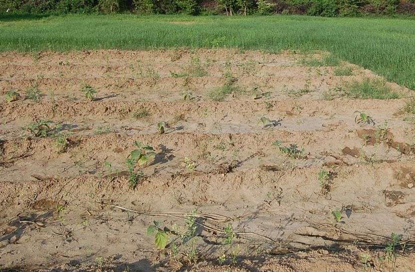 आपदाओं में नुकसान की सूचना 72 घंटे में देने की सलाह PM Fasal Bima Yojana: आपदाओं में नुकसान की सूचना 72 घंटे में देने की सलाह
