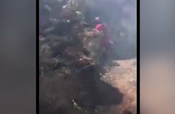 Firefighter saves dog from suffocating amid fire in spain Video: जंगल में आग के बीच दिखी दमकलकर्मी की दरियादिली, बचाई मासूम की जान