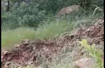Panther made a leap in Sevra's dhani, priest saved life by running dow सेवरा की ढाणी में पेंथर ने लगाई छलांग, पुजारी ने पहाड़ी से नीचे दौड़कर बचाई जान