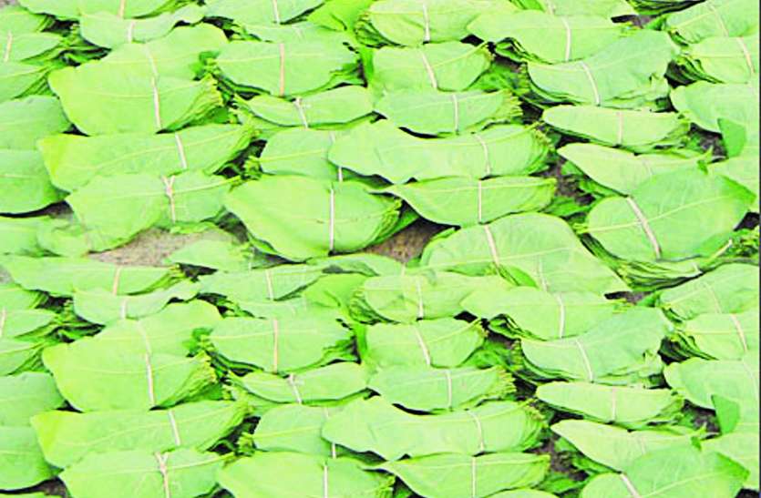 68 lakh rupees tendu leaves stolen तेंदूपत्ता बोनस राशि में अध्यक्षीय कोटे पर कटौती की तैयारी