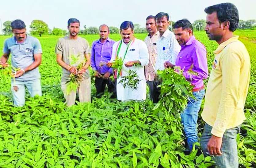 खेतों में जाकर सोयाबीन फसल में अफलन की स्थिति को देखा खेतों में जाकर सोयाबीन फसल में अफलन की स्थिति को देखा