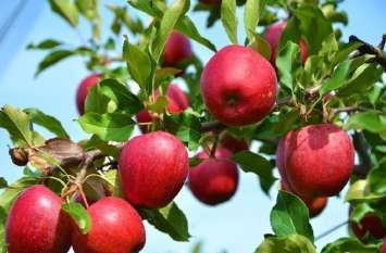 Lockdown in kashmir hampers apple and cricket bat Business कश्मीर में लॉकडाउन से भारी नुकसान, सेब उत्पादक से लेकर बैट निर्माताओं को भी परेशानी