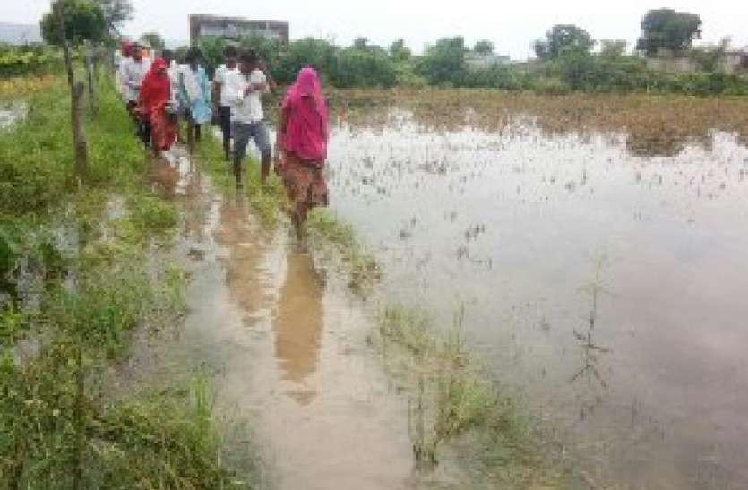 Bundi news, Bundi hindi news, Bundi rajsthan news,Rain,Compensation, w बरसाती पानी से फसलें जलमग्न, मुआवजा दिलाने की मांग