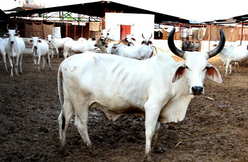 Life without cows in West Rajasthan's border areas is incomplete मां कहती है गीता, अम्मा बोले सुरैया... बॉर्डर के घर-घर कान्हा तेरी गैया...
