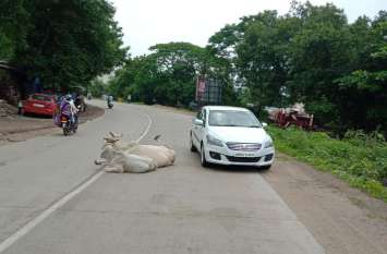 Stray cattle sit on the road in Jetpur जेतपुर में रोड पर बैठ जाते है आवारा मवेशी