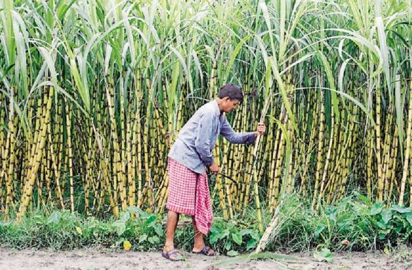 ganna_kisan.jpg वेस्ट यूपी के इस जिले में अब पैदा होंगी गन्ने की नयी प्रजातियां