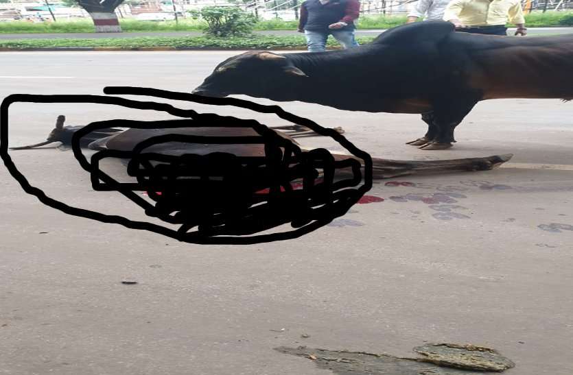 कार की ठोकर से गाय की मौत, बछड़ा ने पुलिस को उठाने नहीं दिया शव कार की ठोकर से गाय की मौत, बछड़ा ने पुलिस को उठाने नहीं दिया शव