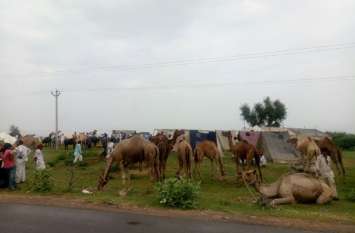 If the arrival of animals is less then fair will be breathless पशुओं की आवक इतनी कम तो मेले होंगे ही बेदम