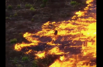 See how Amazon's forests are spewing fire in VIDEO VIDEO में देखिए किस तरह आग उगल रहे हैं अमेजन के जंगल