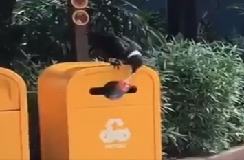 crow throwing trash into dustbin video goes viral कचरा साफ करते दिखा कौआ, दिल छू लेगा ये खूबसूरत वीडियो