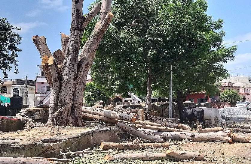 Those axes running on green Rajasthan, officer silent हरित राजस्थान पर चला रहे वो कुल्हाड, अधिकारी मौन
