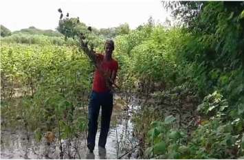 Rain water falls on bumper crop, many farmers suffer in Bhilwara Rain water falls on bumper crop, many farmers suffer in Bhilwara