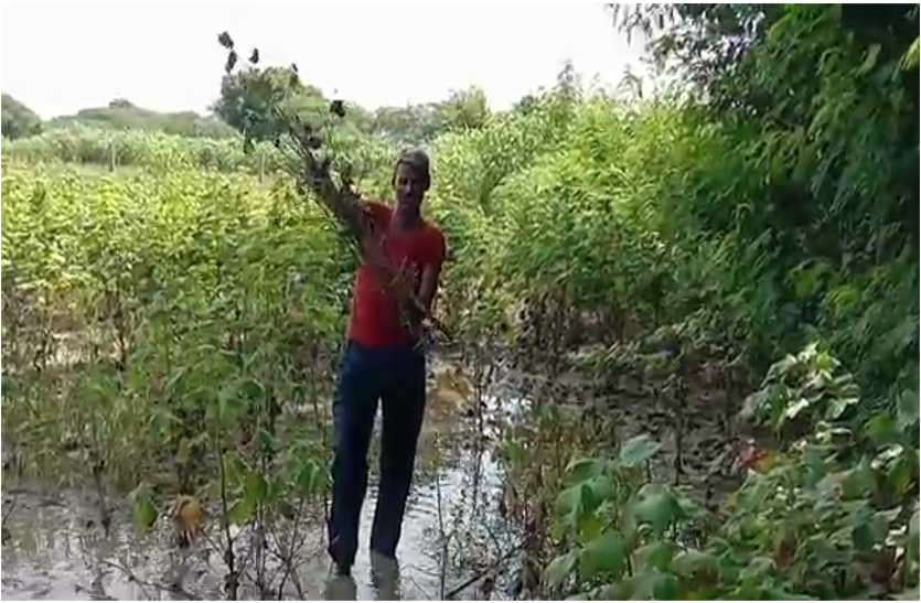 Rain water falls on bumper crop, many farmers suffer in Bhilwara बम्पर फसल पर फिरा बरसात का पानी, किसानों की सुनवाई नहीं