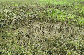 Crop damage Crop damage