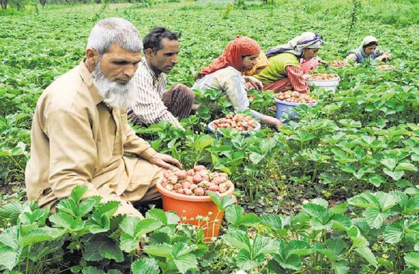 बिहार में छह लाख किसानों को नहीं मिल पाएगा योजना का लाभ बिहार में छह लाख किसानों को नहीं मिल पाएगा योजना का लाभ