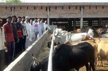 Cow shed ग्रामीणों ने जनसहयोग से बनाई श्रीकृष्ण गोशाला