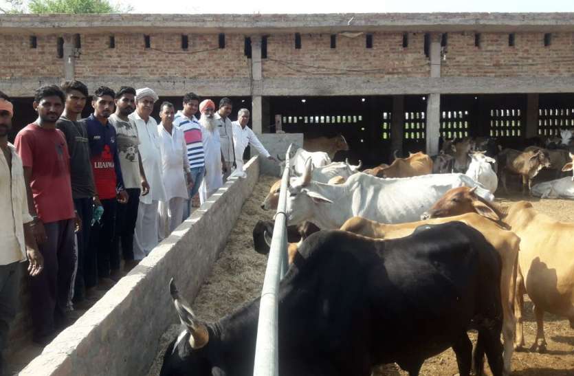 ग्रामीणों ने जनसहयोग से बनाई श्रीकृष्ण गोशाला ग्रामीणों ने जनसहयोग से बनाई श्रीकृष्ण गोशाला