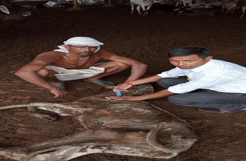 One and a half dozen cows died in cowshed, buried secretly गौशाला में डेढ दर्जन गायों की मौत, गुपचुप कर रहे दफन