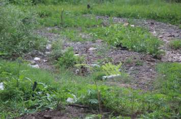 Plants planted at personal cost are uprooted at night निजी खर्च से लगाए पौधे रात में उखाड़ फैंके