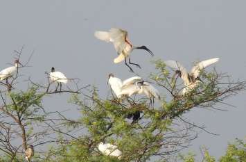 The island of Nehru Talai became the center of attraction in bhilwara नेहरू तलाई का टापू बना आकर्षण का केन्द्र
