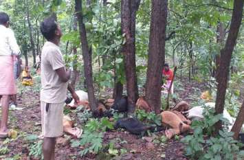 Sky lightning: 26 cattles death in sky lightning गाज गिरने से 26 मवेशियों की मौत, जंगल में यहां वहां बिखरीं लाश देख सिर पकड़कर बैठ गए मवेशी मालिक