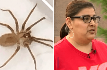 doctors take out a venomous spider from the ear of a woman महिला के कान से निकली जहरीली मकड़ी, काटने पर जा सकती थी जान