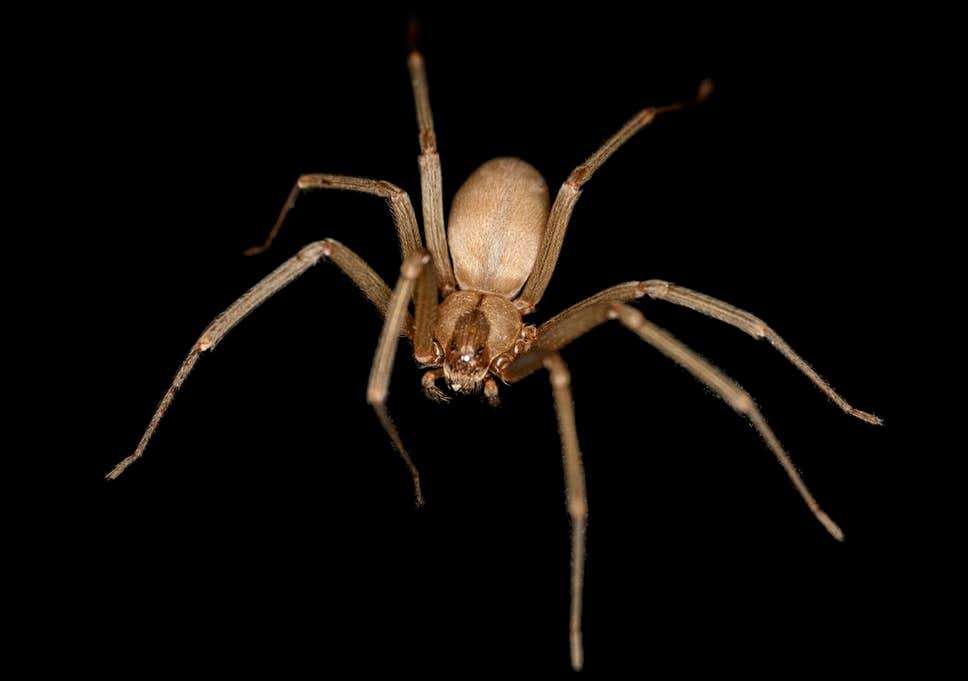 spiderr.jpg