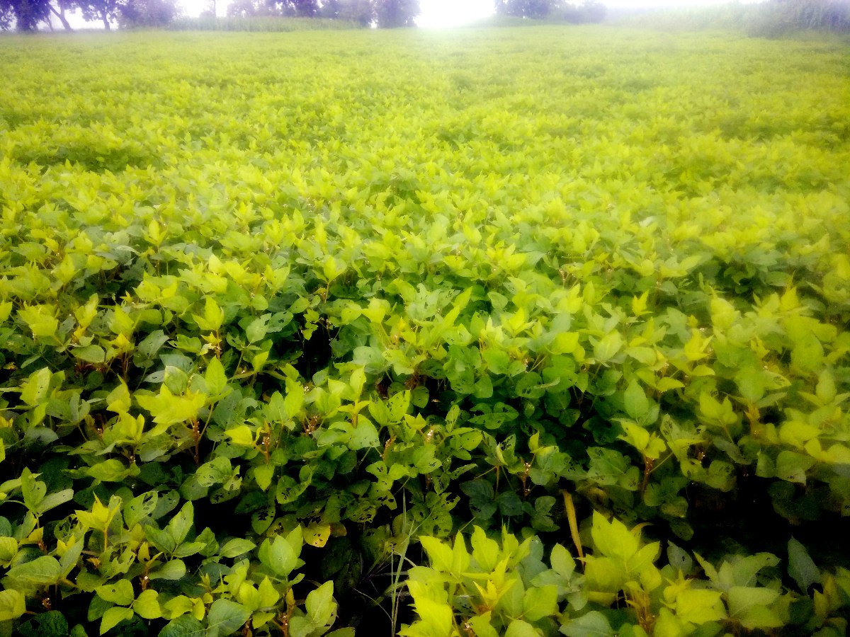 fasal फसलों पर मंडराया इल्लियों का संकट