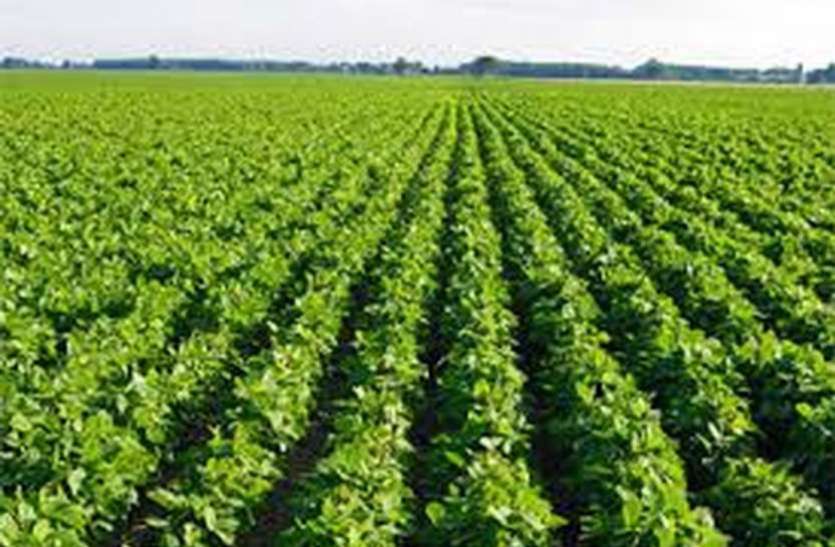 Farming गजब ! किसान ने स्कूटर के इंजन को ही खेत जोतने का यंत्र बना डाला