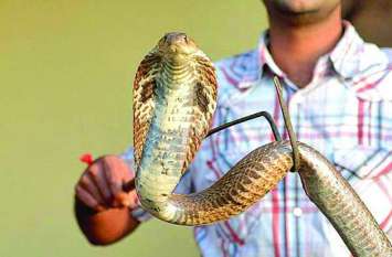 Poisonous Snake found in Train Mumbai Mail SNAKE IN TRAIN: ट्रेन में मिले इतने जहरीले सांप कि रेलवे पुलिस के भी होश उड़ गए