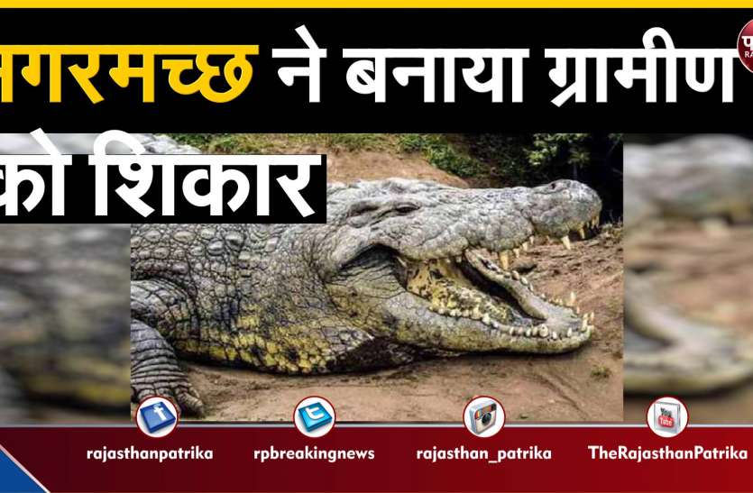 crocodile-made-villager-hunt मगरमच्छ ने बनाया ग्रामीण को शिकार