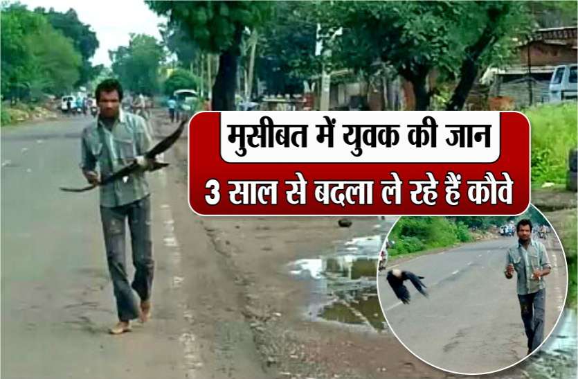 Youth in trouble crows are taking revenge for 3 years मुसीबत में युवक की जान, 3 साल से बदला ले रहे हैं कौवे