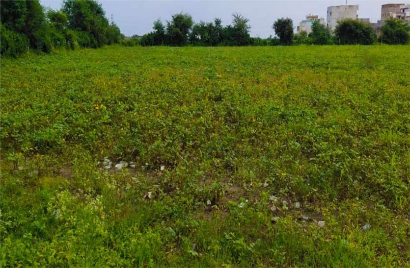 Crops affected by rain, flowers and pods started falling चने की नई किस्म जेजी-24 को मिली नई पहचान