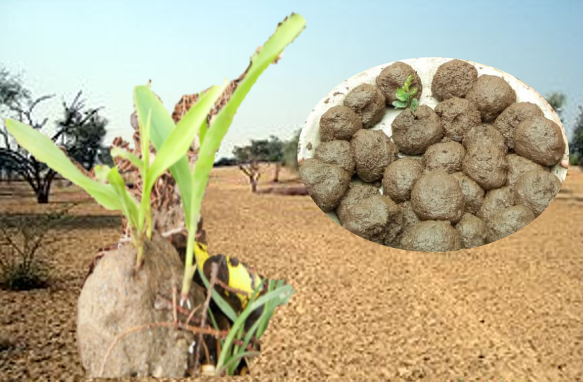 How To Save Environment उत्तरकाशी के 'बीज बम' ने थार में मचाया तहलका, बम फटने पर यूं उग जाता है पौधा