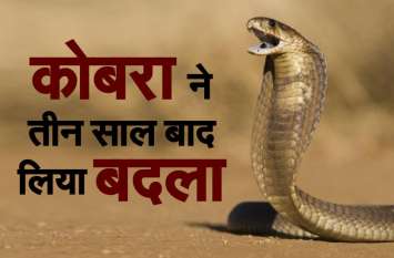 naag and nagin revenge : cobra was cut while coming there नाग ने ऐसे लिया नागिन की मौत का बदला, हैरान कर देगी यह स्टोरी, देखें VIDEO