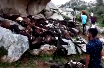 More Than 100 Cattle Are Killed By Single Lightning Strike राजस्थान : आकाशीय बिजली गिरने से मरी 100 से ज्यादा बकरियां, चरवाहा भी झुलसा