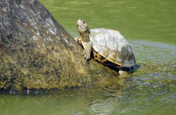 turtles friendship in hardoi जिले के इस गांव के लोगों से है कछुओं से दोस्ती, देखें वीडियो