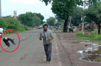 Report from Bareilly in the case of death of crows will come कौओं की मौत के मामले में अगले सप्ताह तक आएगी बरेली से रिपोर्ट