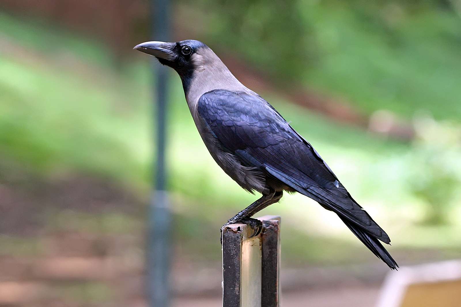 crows-cawing-good-luck-or-bad-luck-signs-bring-bad-news-hindi