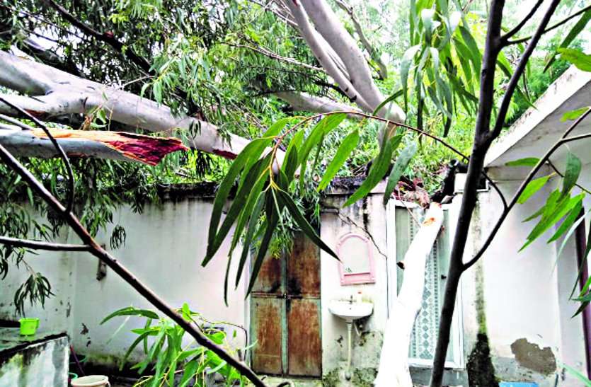 The officer narrowly escaped, the tree was uprooted without a storm बाल बाल बचें अधिकारी, बिना आंधी-तूफान के जड़ से उखड़ गया पेड़