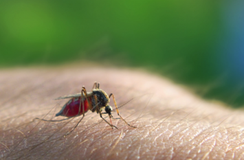 Malaria is 30 percent more fatal for heart - Research Malaria - दिल के लिए 30 फीसदी अधिक घातक है मलेरिया