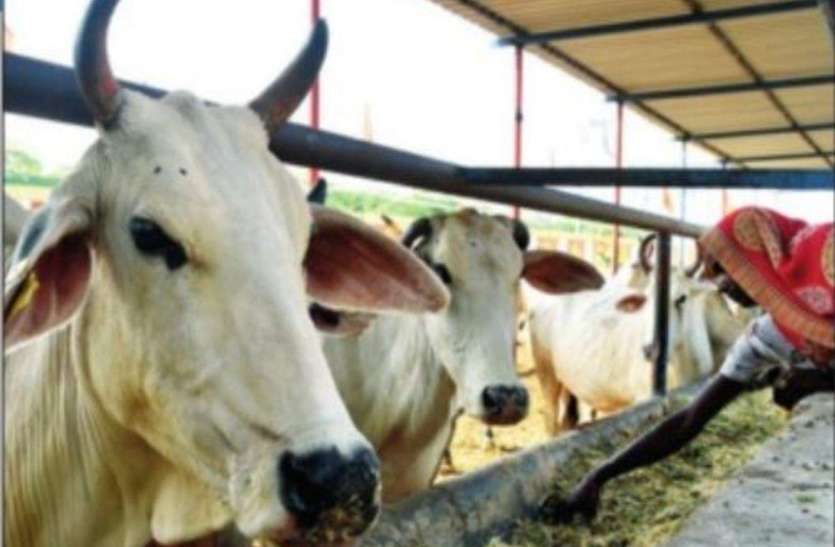 cow ऐसे तो कैसे बचेगी गाय