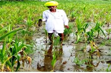 Agricultural scientists advised to avoid yellow mosaic कृषि वैज्ञानिकों ने पीला मोजेक से बचाव के दिए सलाह, कहा-इस तरह से करेंगे खेती तो फसलों में नहीं लगेंगे रोग